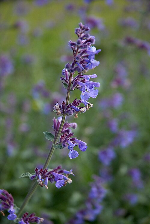 Catmint