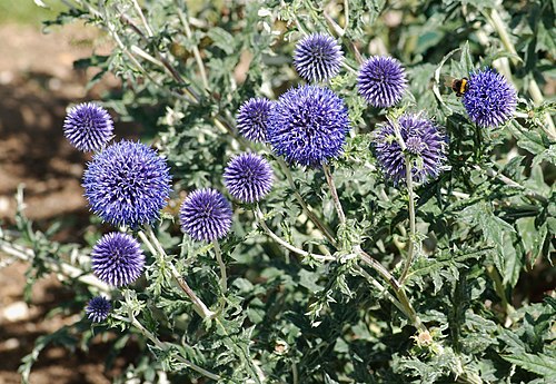 Globe Thistle