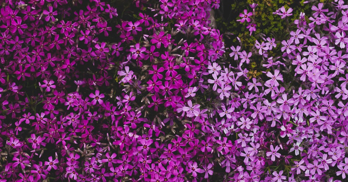 Creeping Phlox