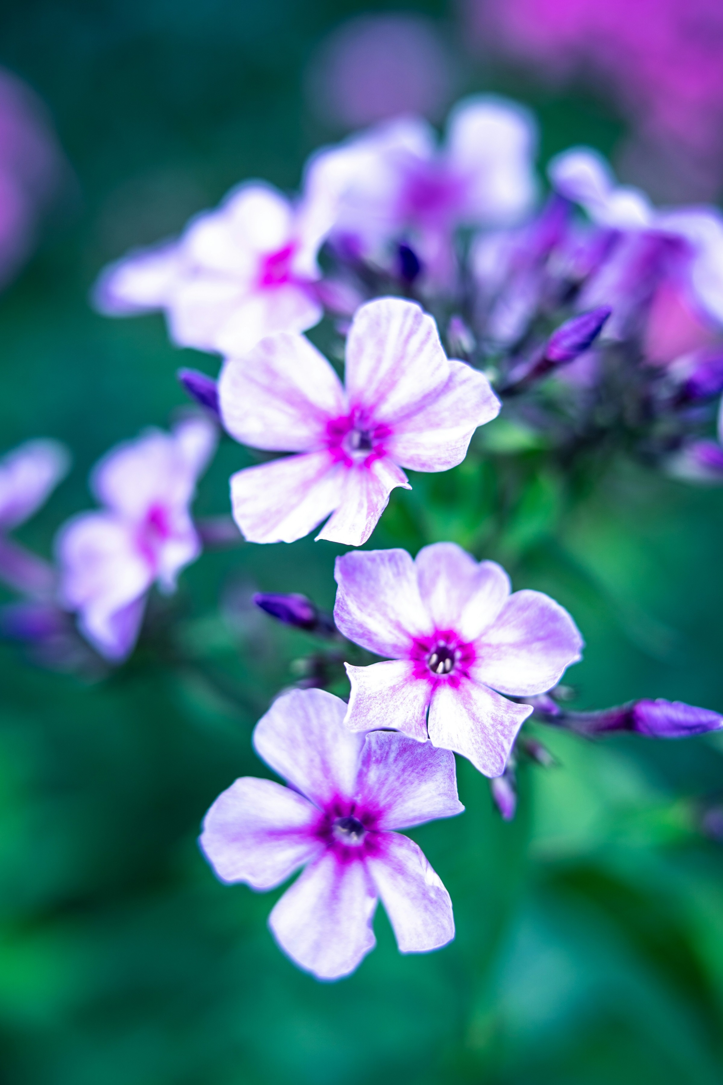 Tall Garden Phlox