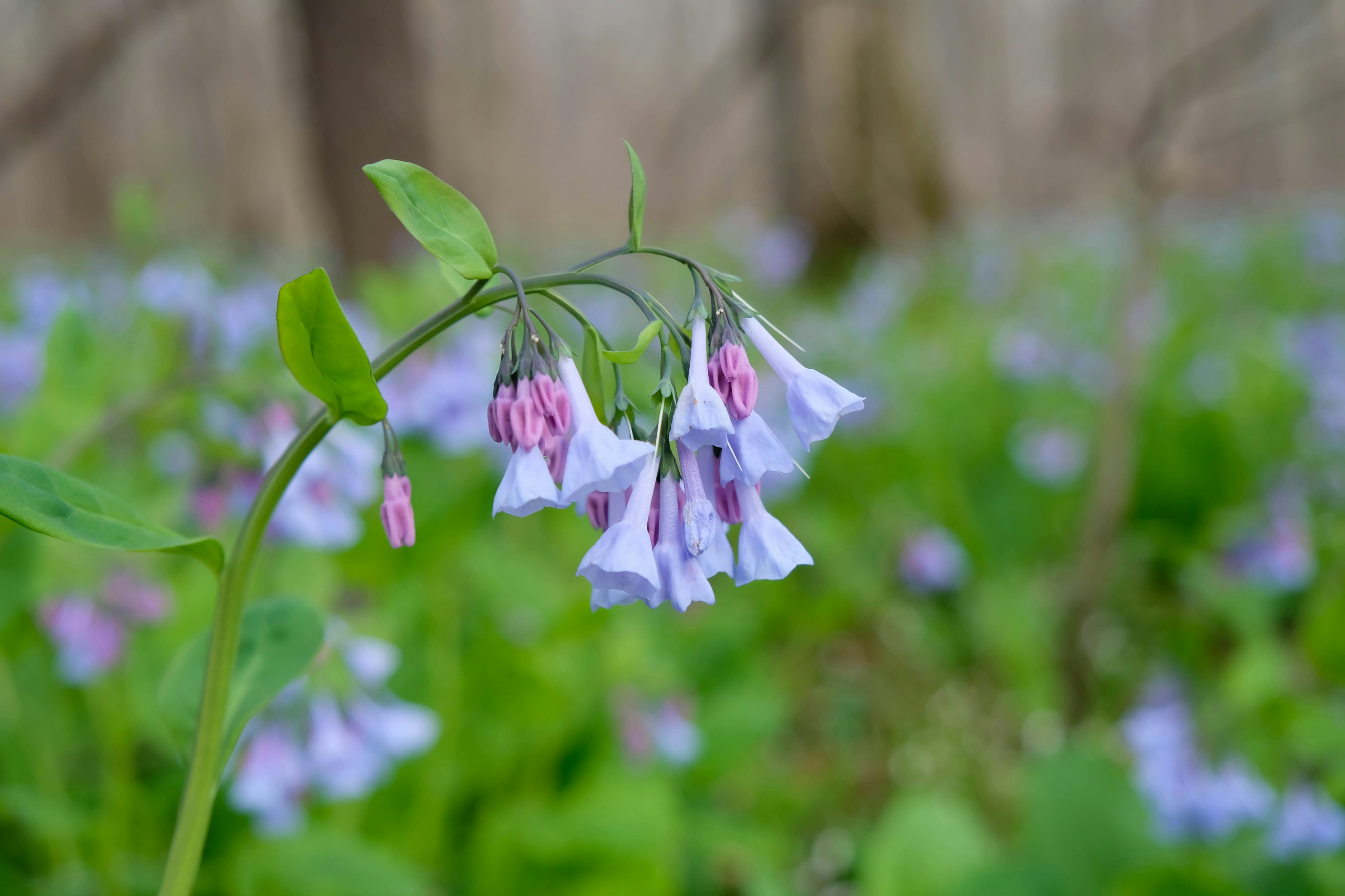 Virginia Bluebells