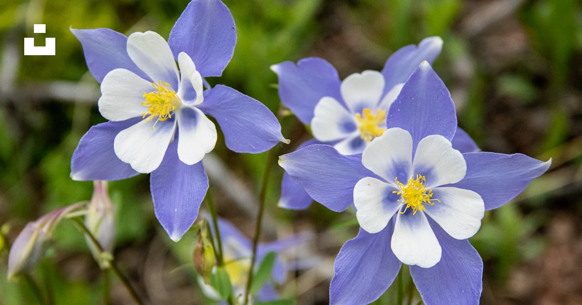 Columbine
