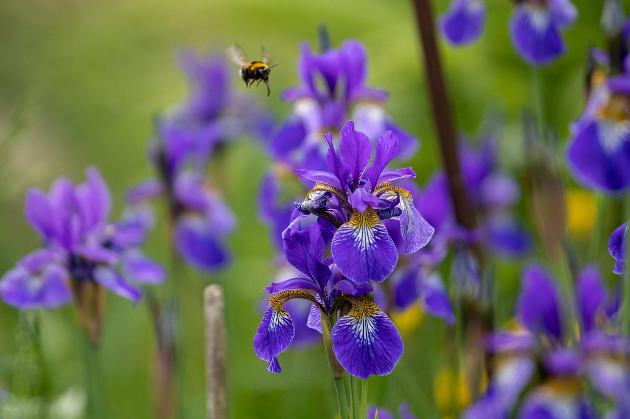 Siberian Iris
