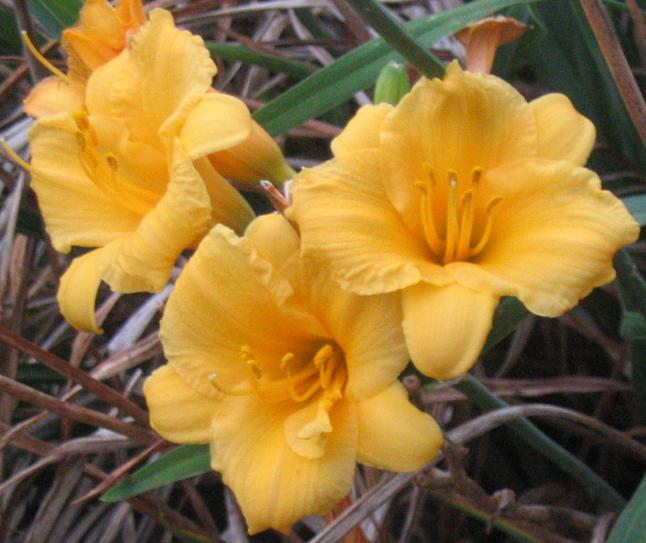 Daylily Stella de Oro