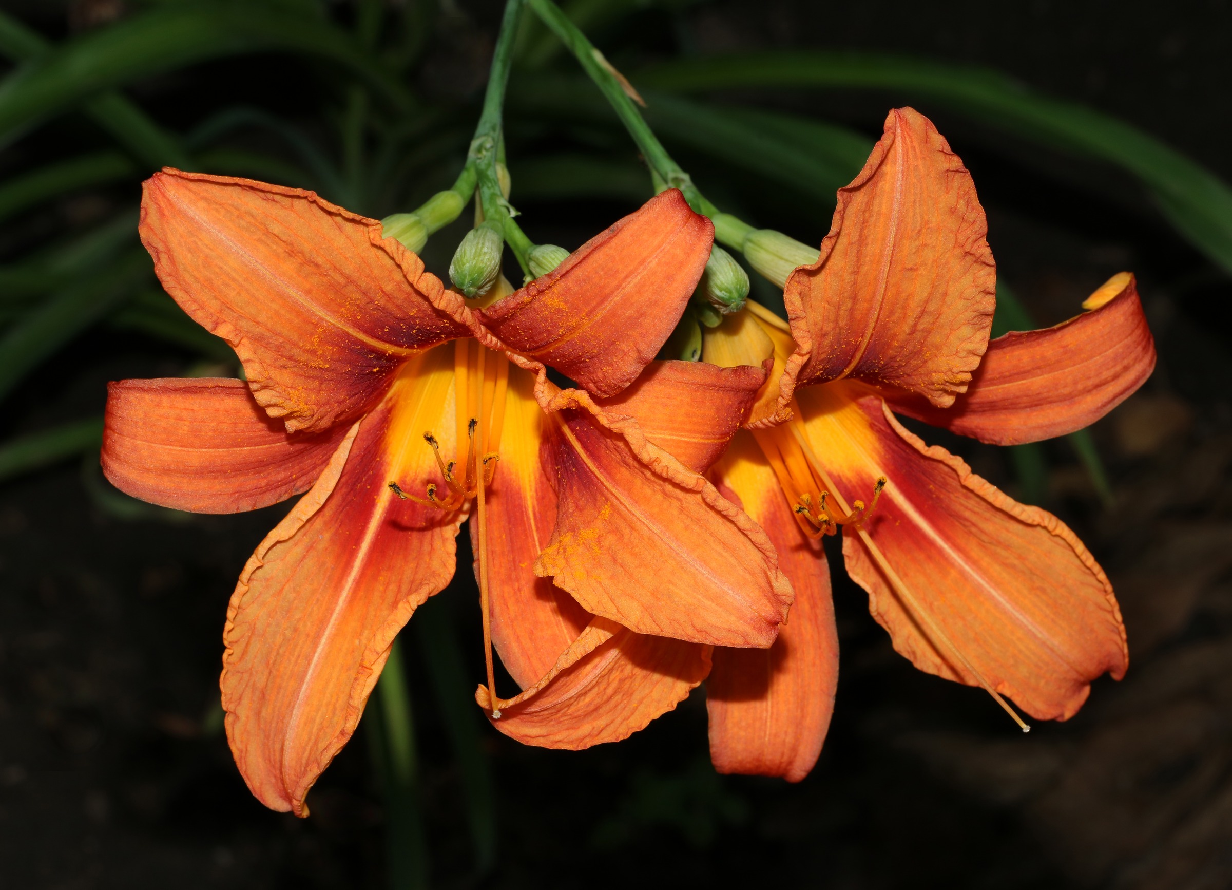 Daylily