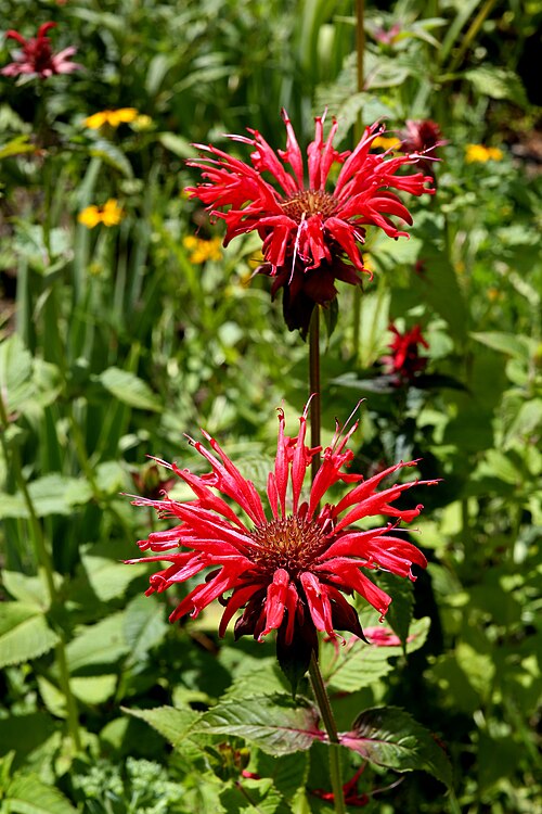 Chrysanthemum
