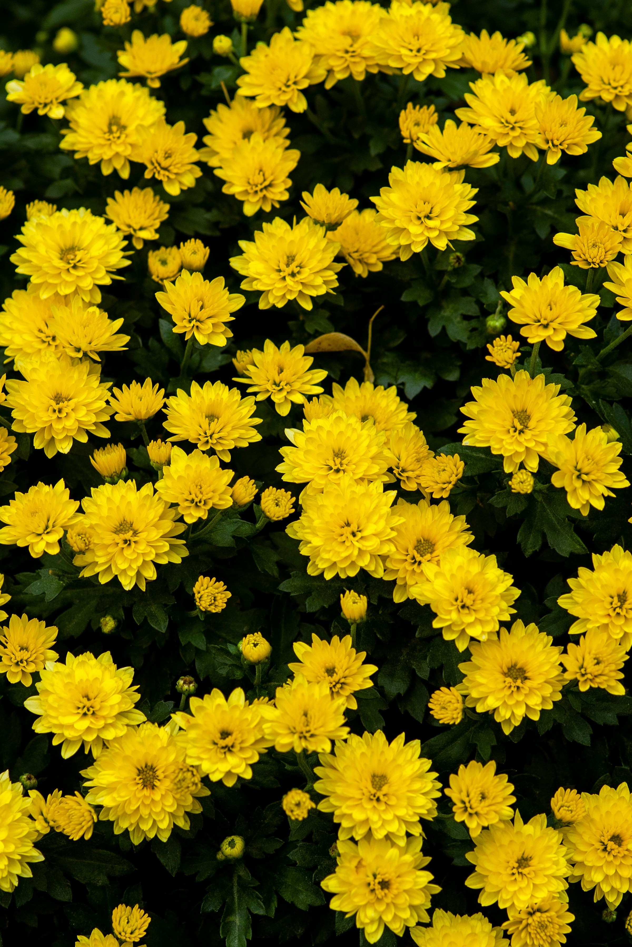 Chrysanthemum