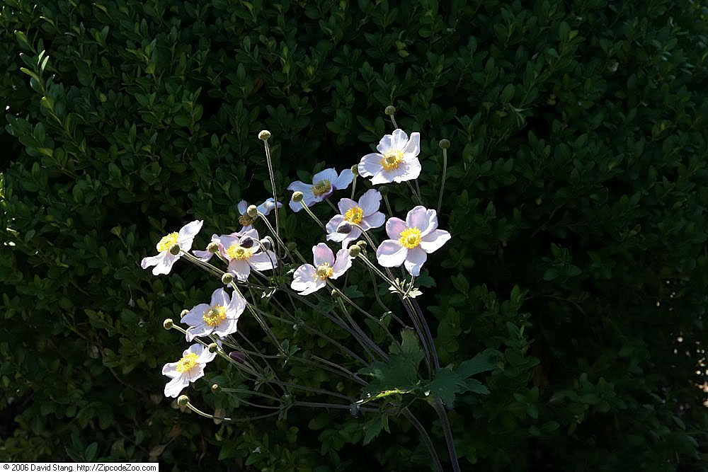 Japanese Anemone