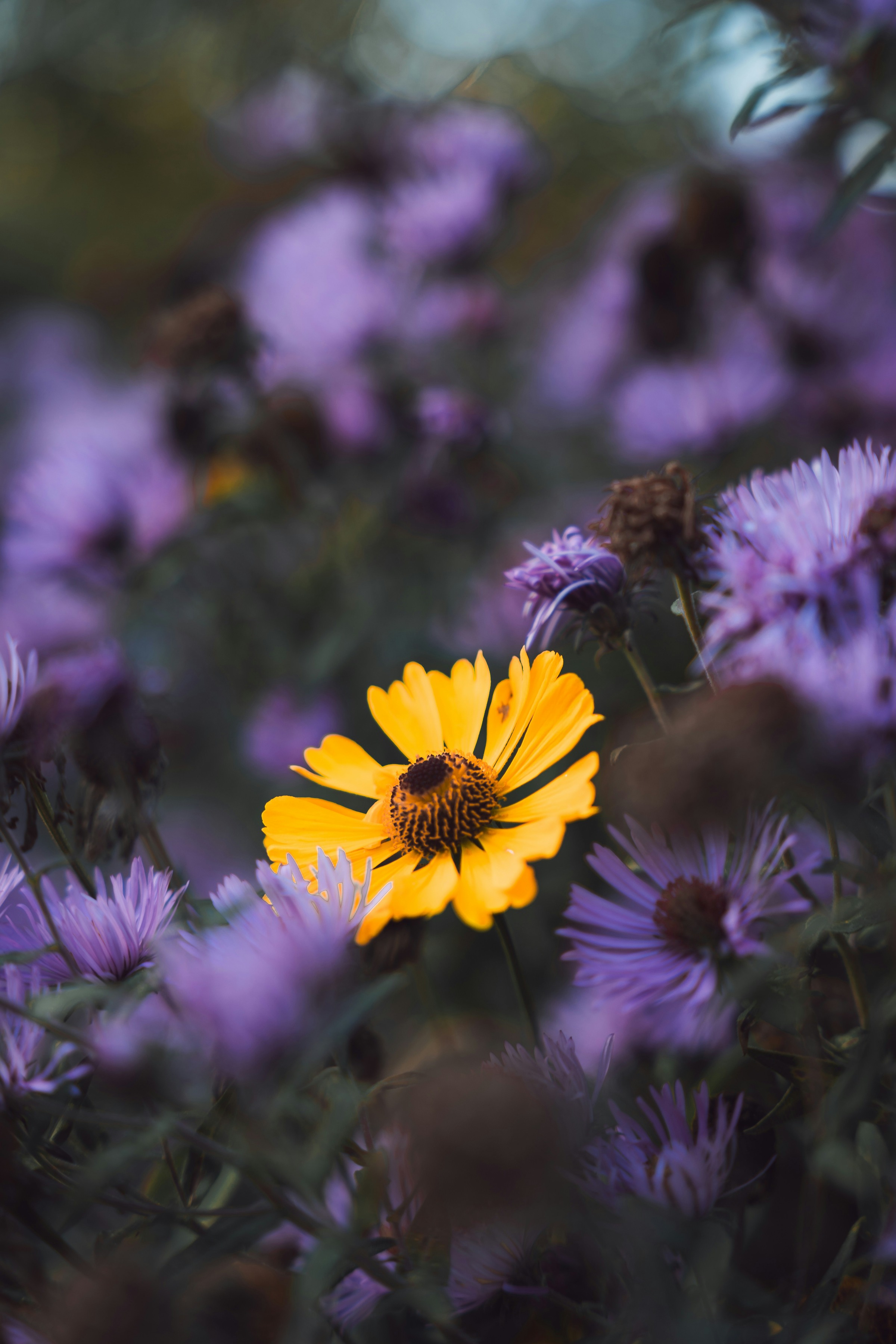 Sneezeweed