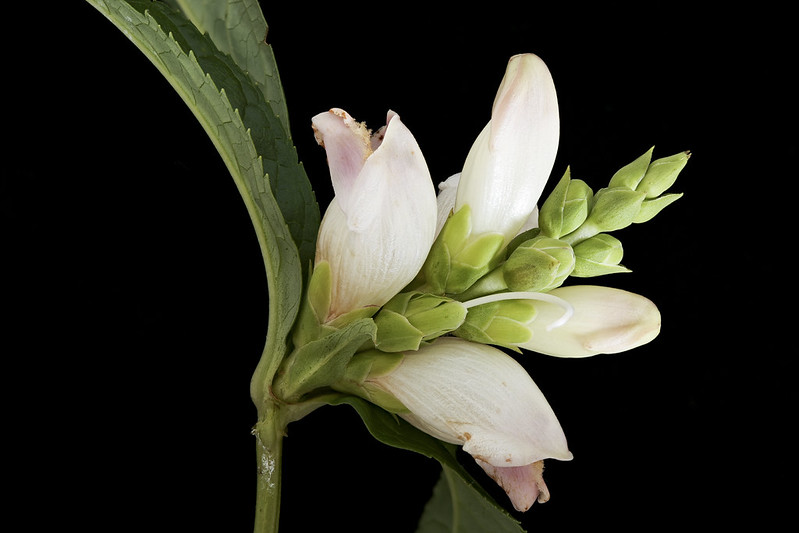 Chelone