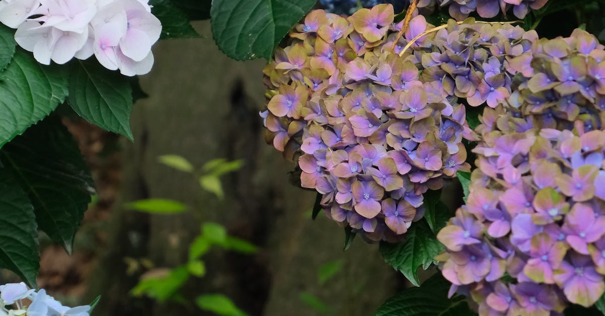 Endless Summer Hydrangea