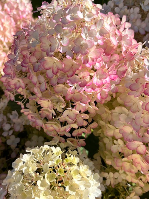 Vanilla Strawberry Hydrangea