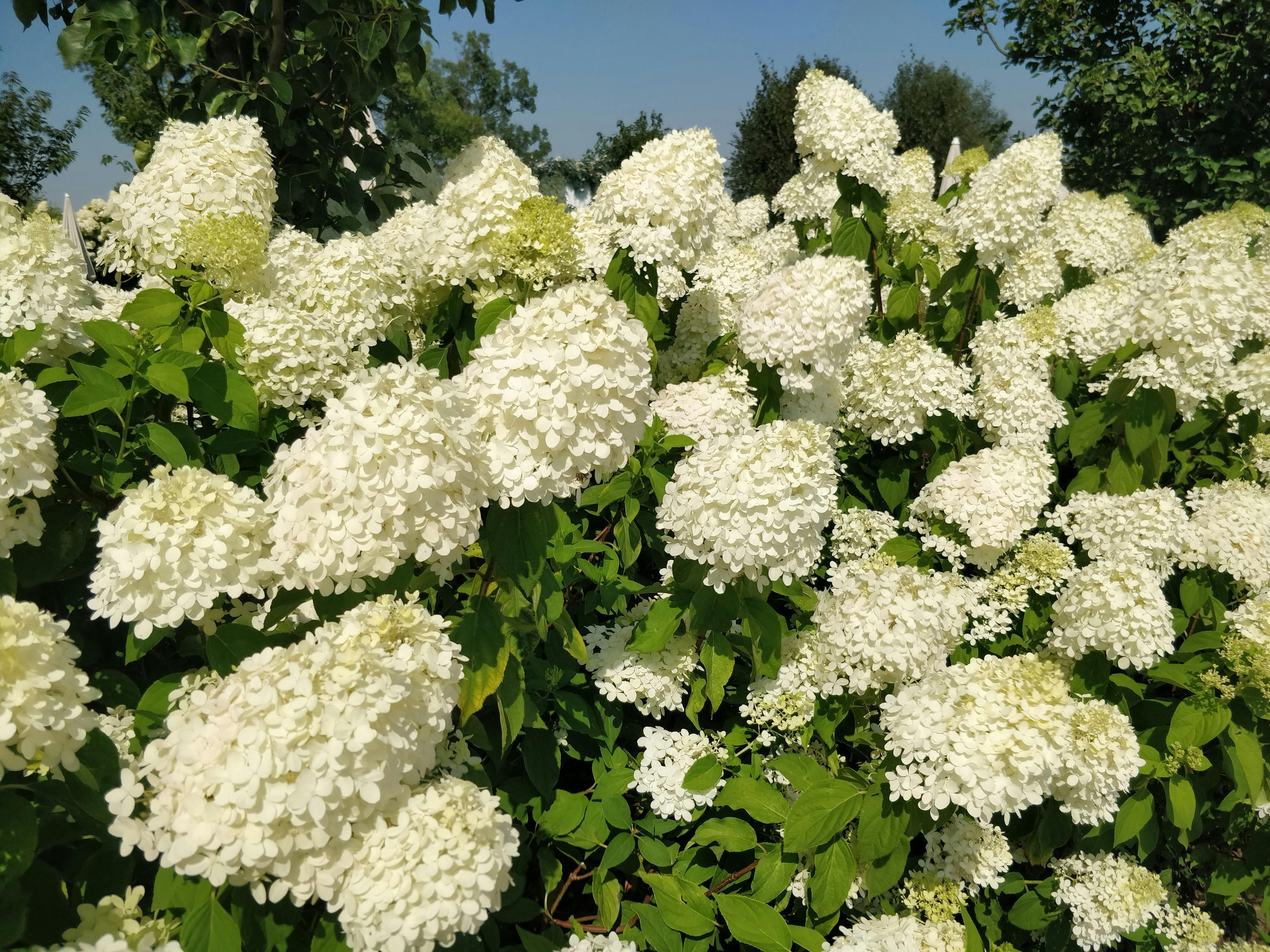 Limelight Panicle Hydrangea