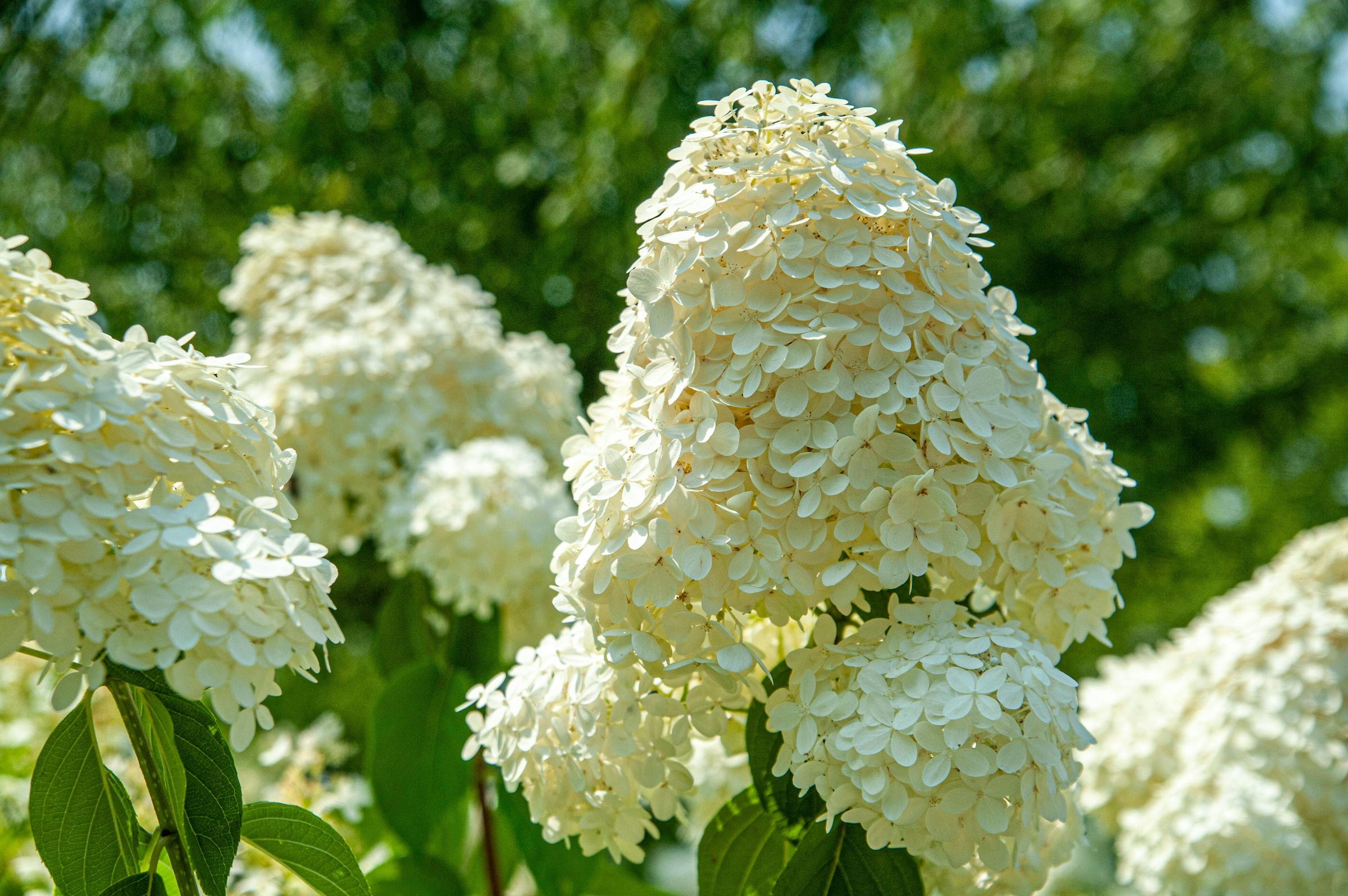 Limelight Prime Panicle Hydrangea