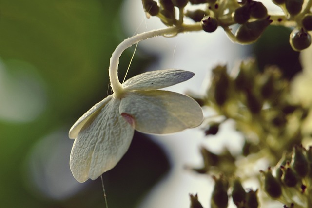 Bobo Panicle Hydrangea