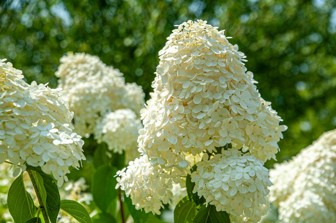 Panicle Hydrangea