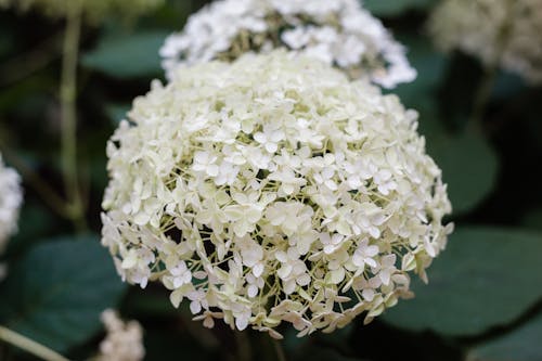 Smooth Hydrangea Annabelle