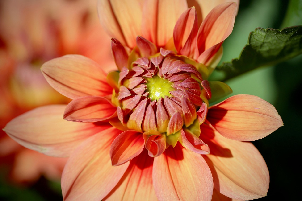 Dahlia