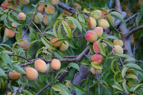 Elberta Peach Tree