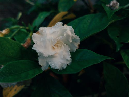 Frost Proof Gardenia