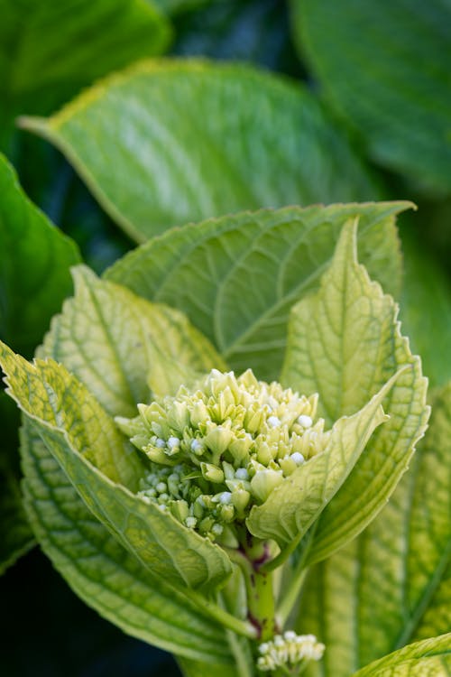 Fairytrail Bride Cascade Hydrangea