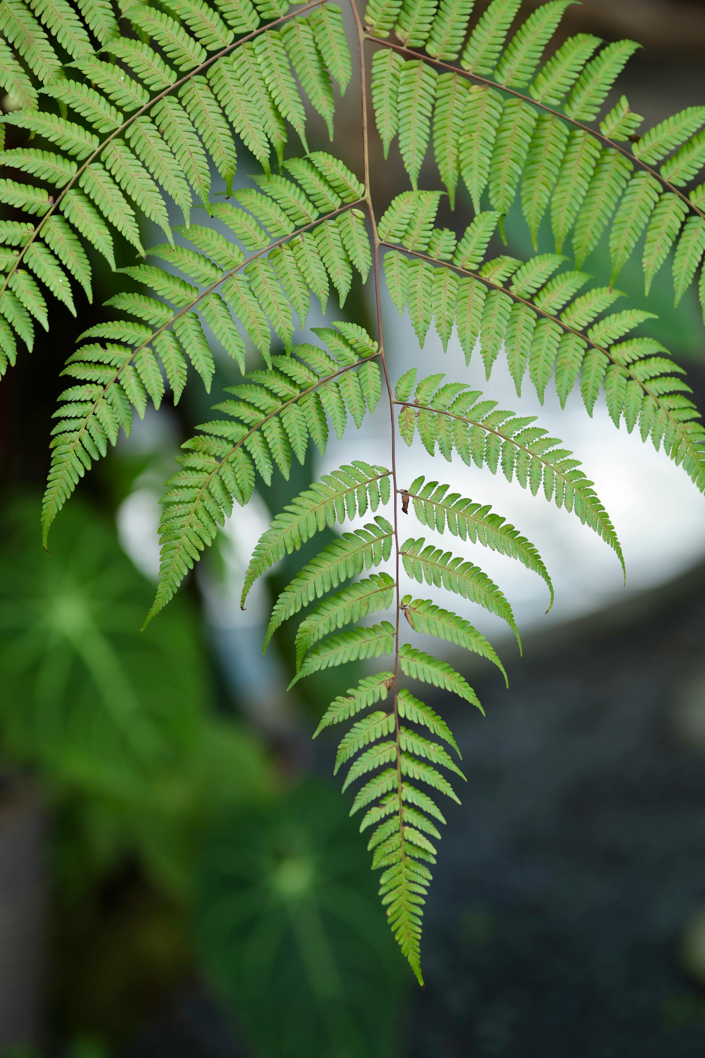 Hayscented Fern