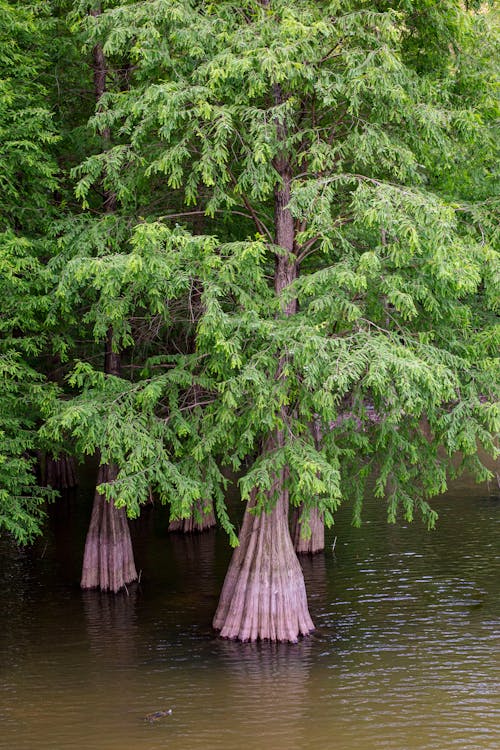 Bald Cypress
