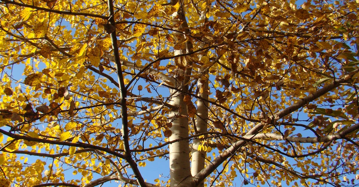 Quaking Aspen