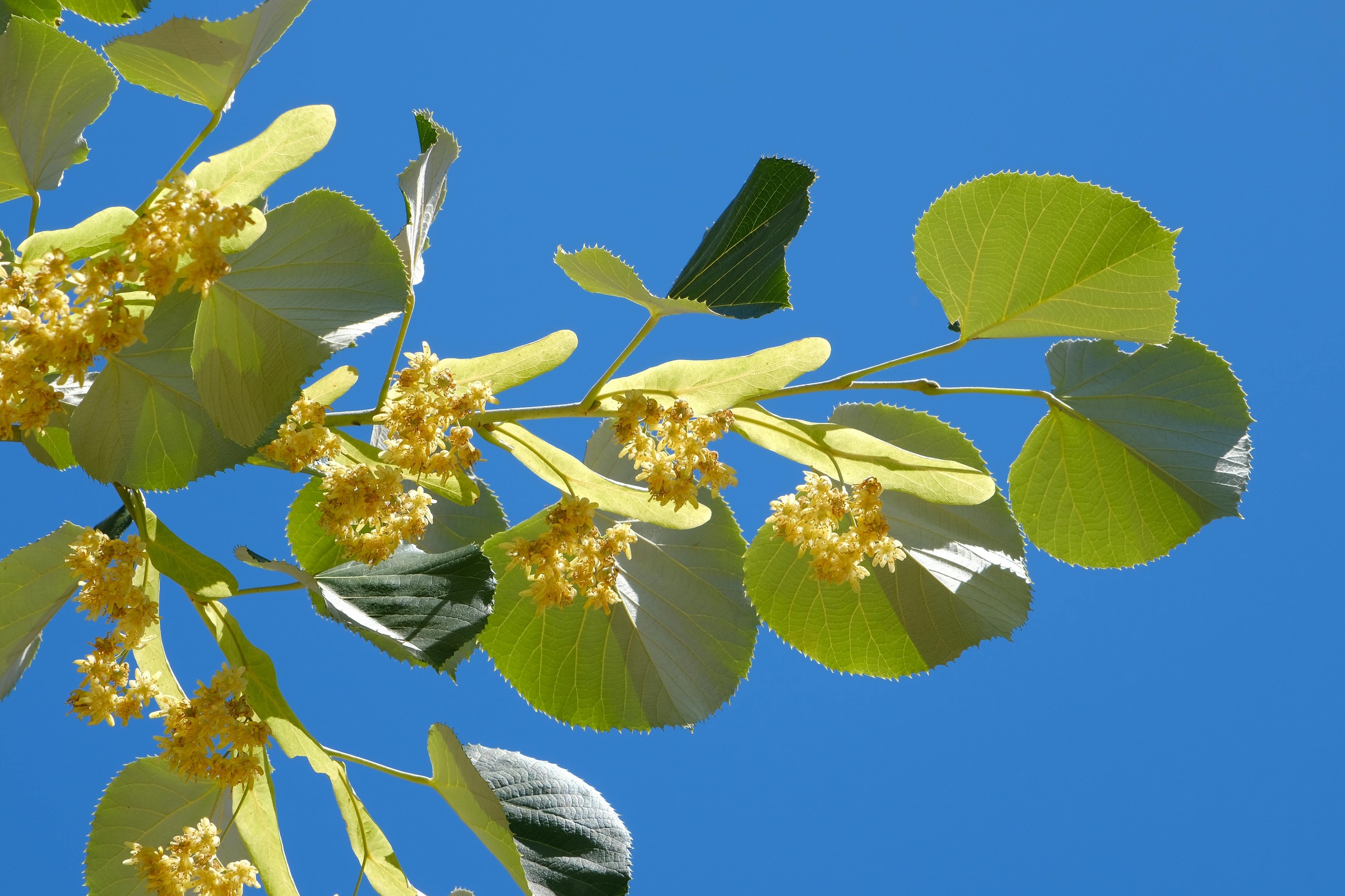 Linden Tree