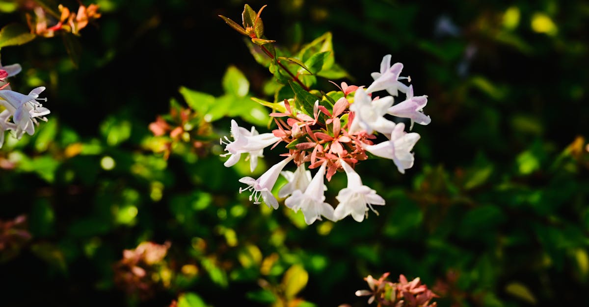 Abelia