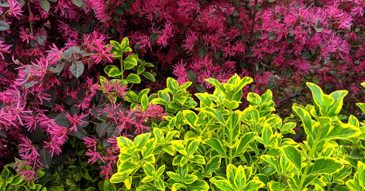 Loropetalum