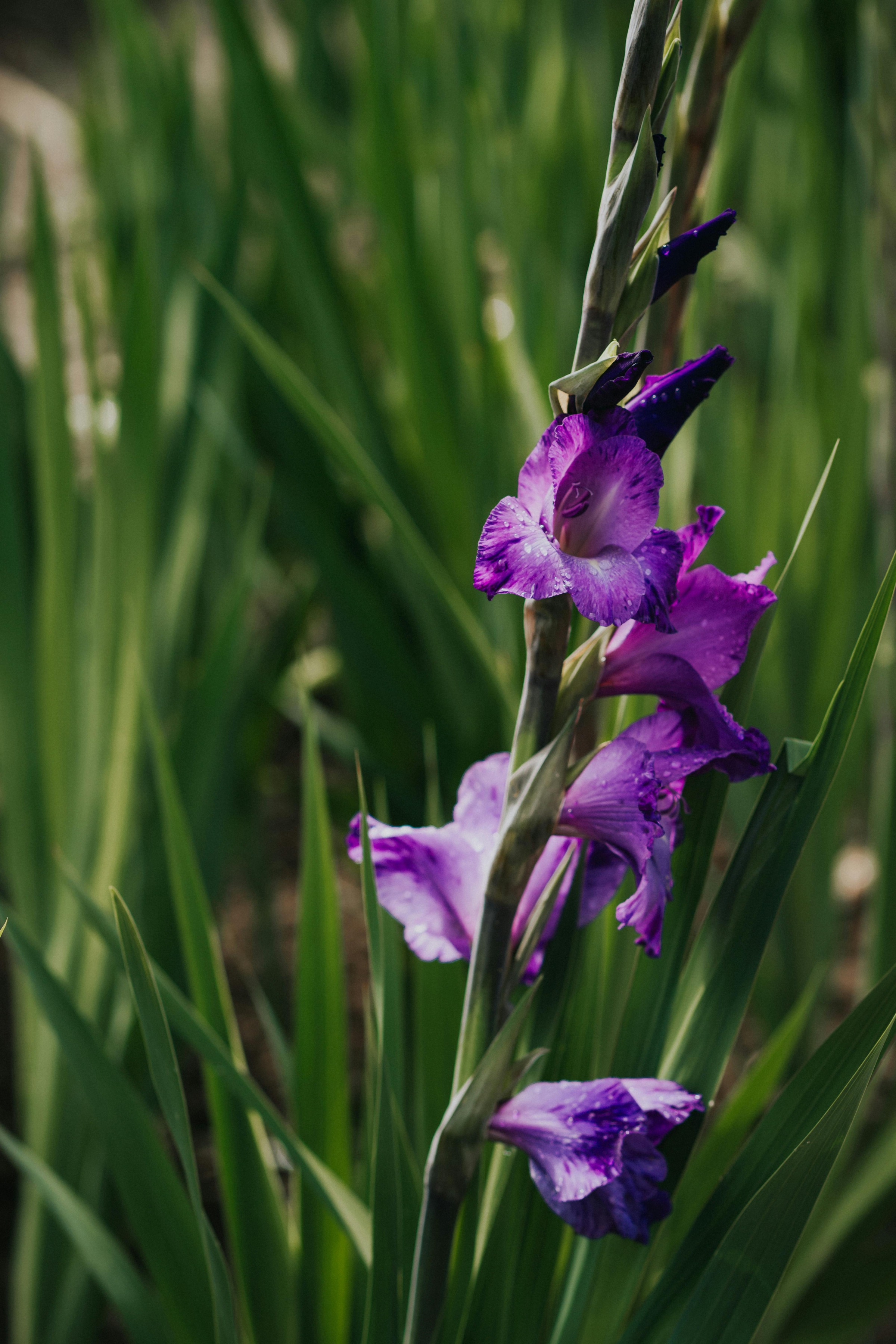 Gladiolus