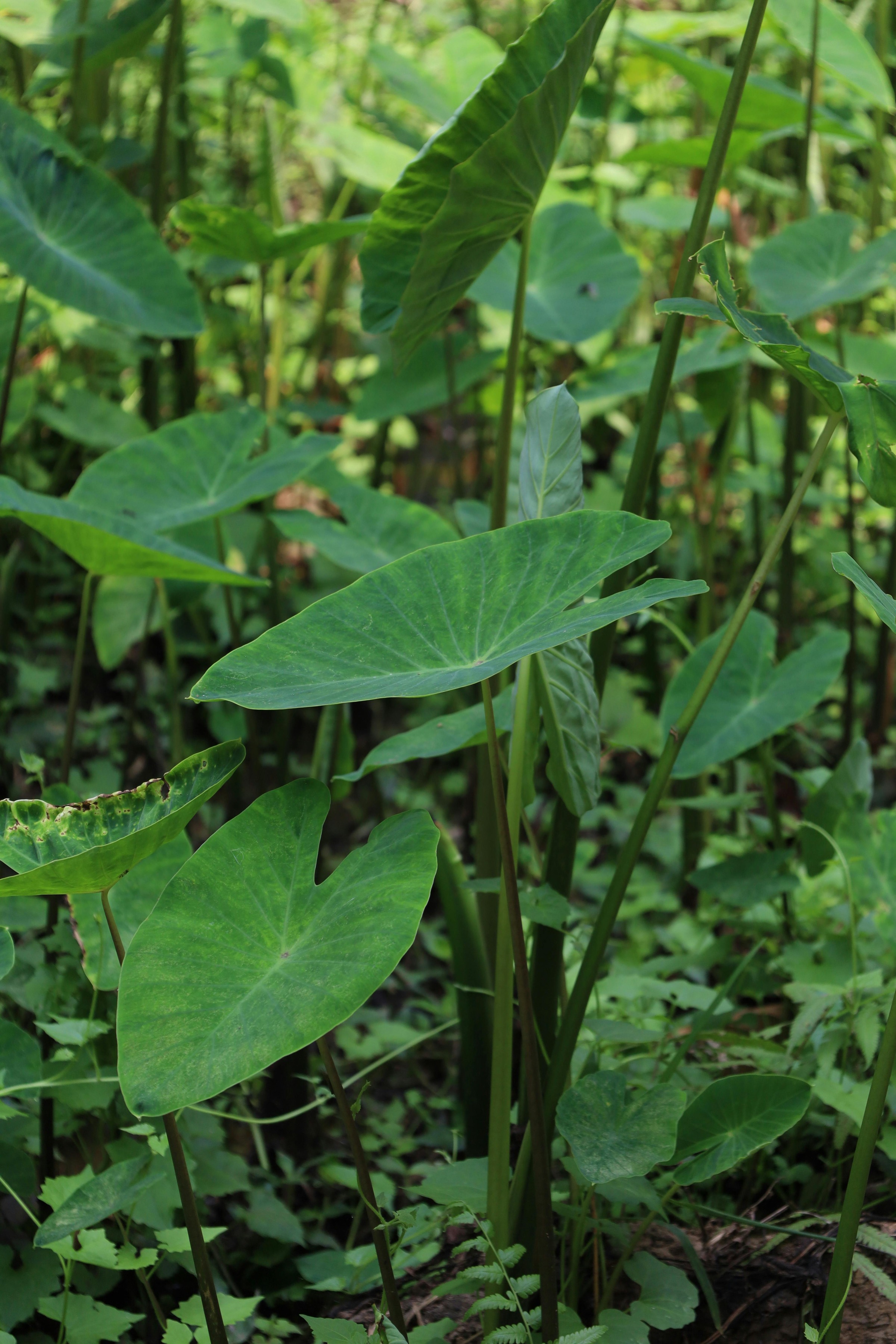 Elephant Ear