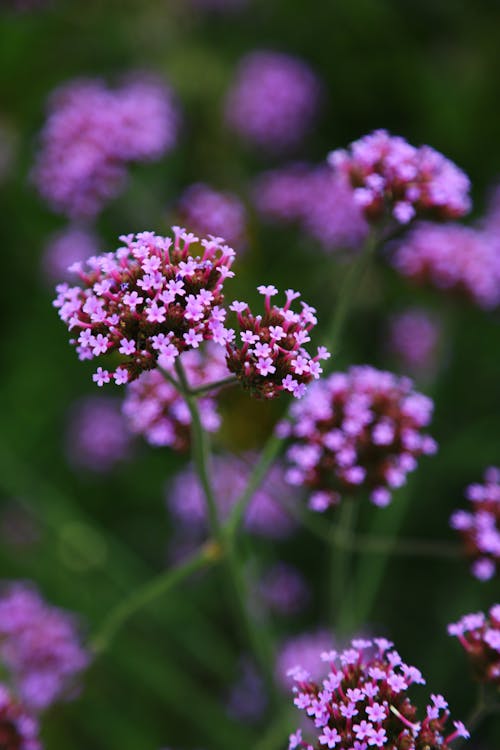 Verbena