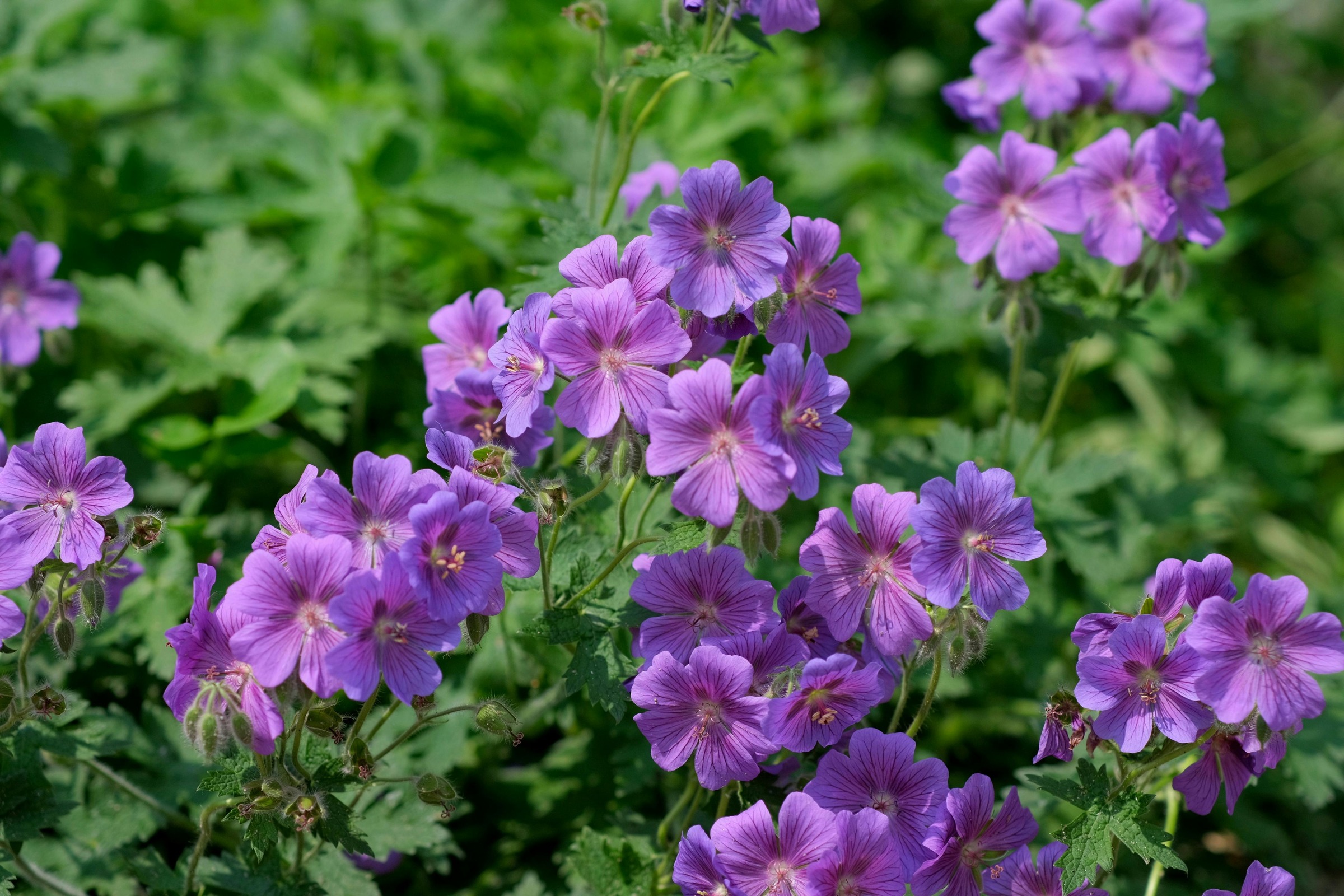 Geranium Sanguineum