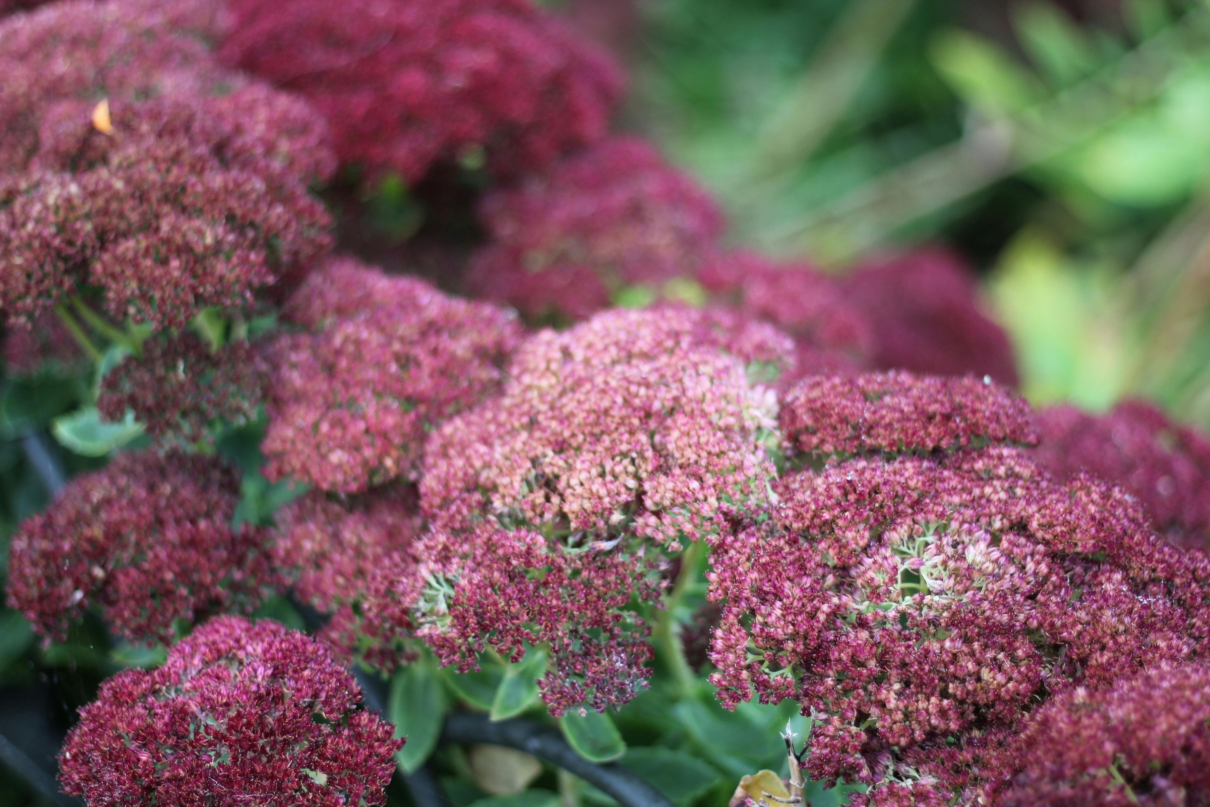 Sedum Dragon's Blood