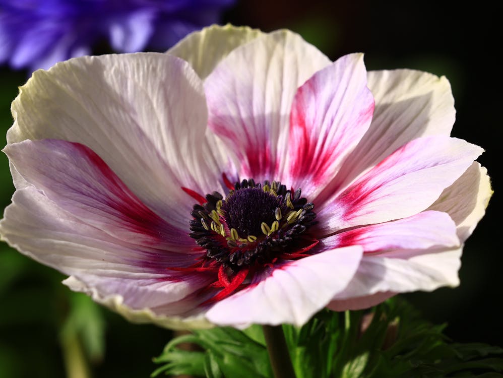 Anemone