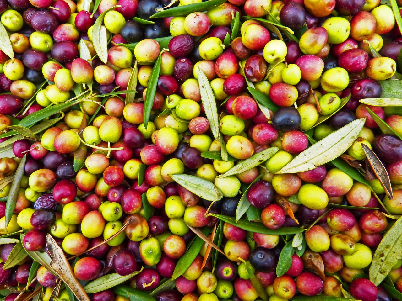 Arbequina Olive Tree