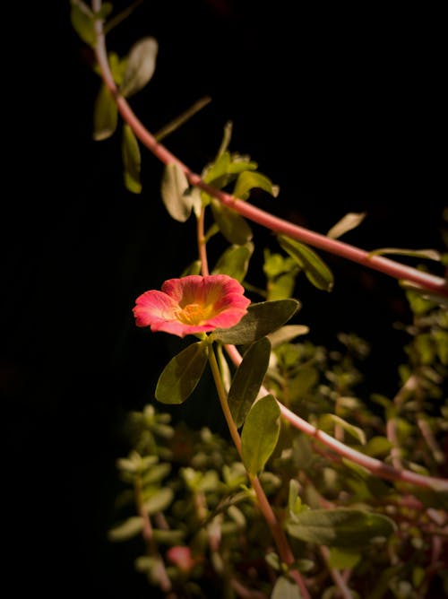 Portulaca