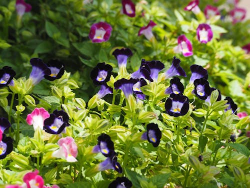 Torenia Wishbone Flower