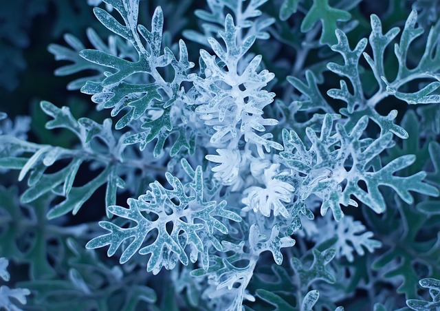 Dusty Miller