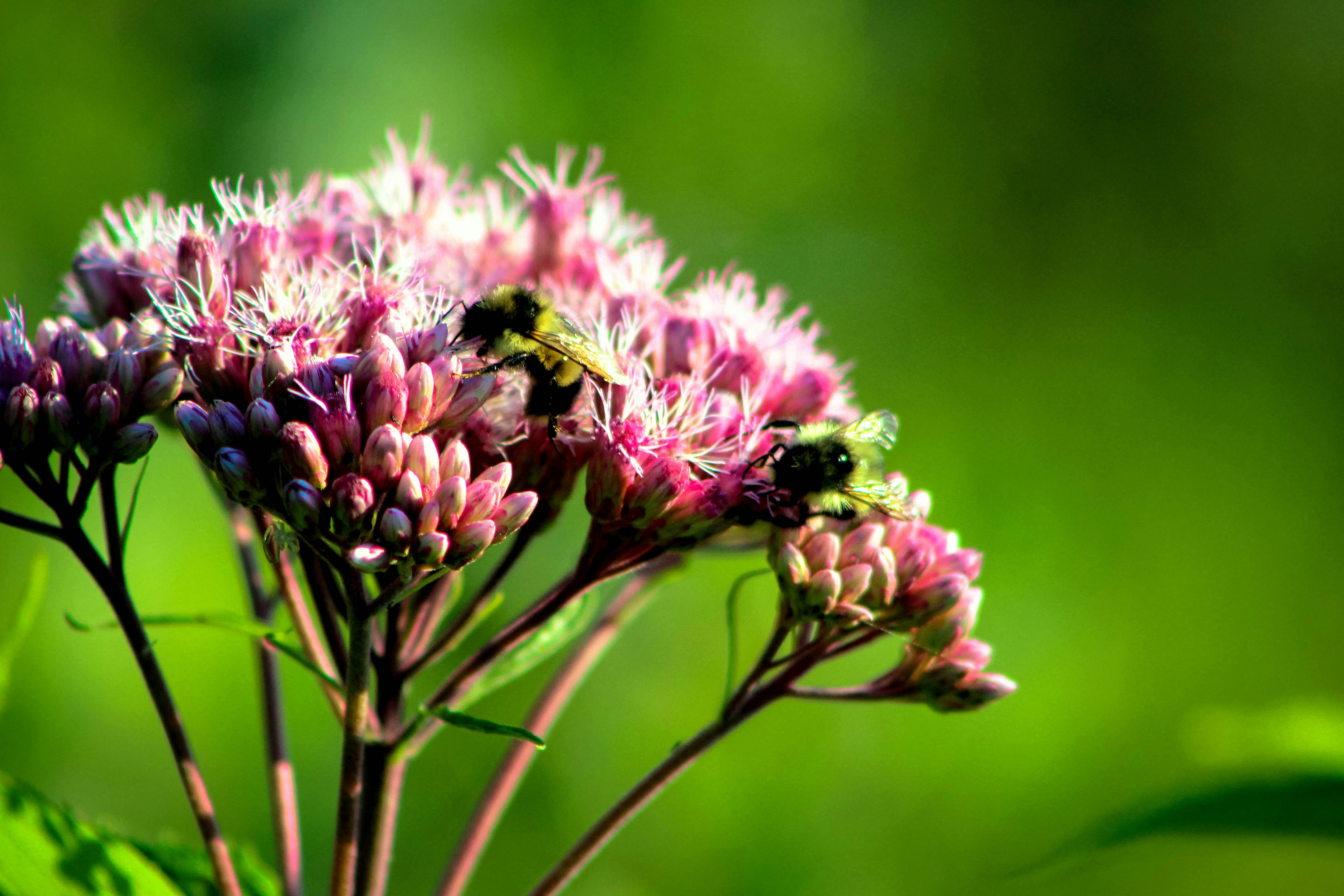 Eupatorium