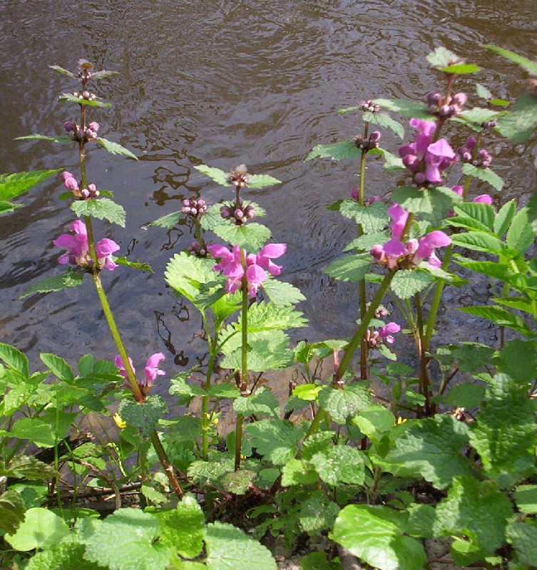 Lamium
