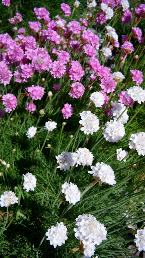 Armeria Sea Thrift