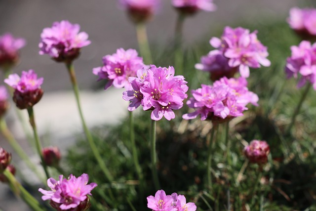 Armeria Sea Thrift