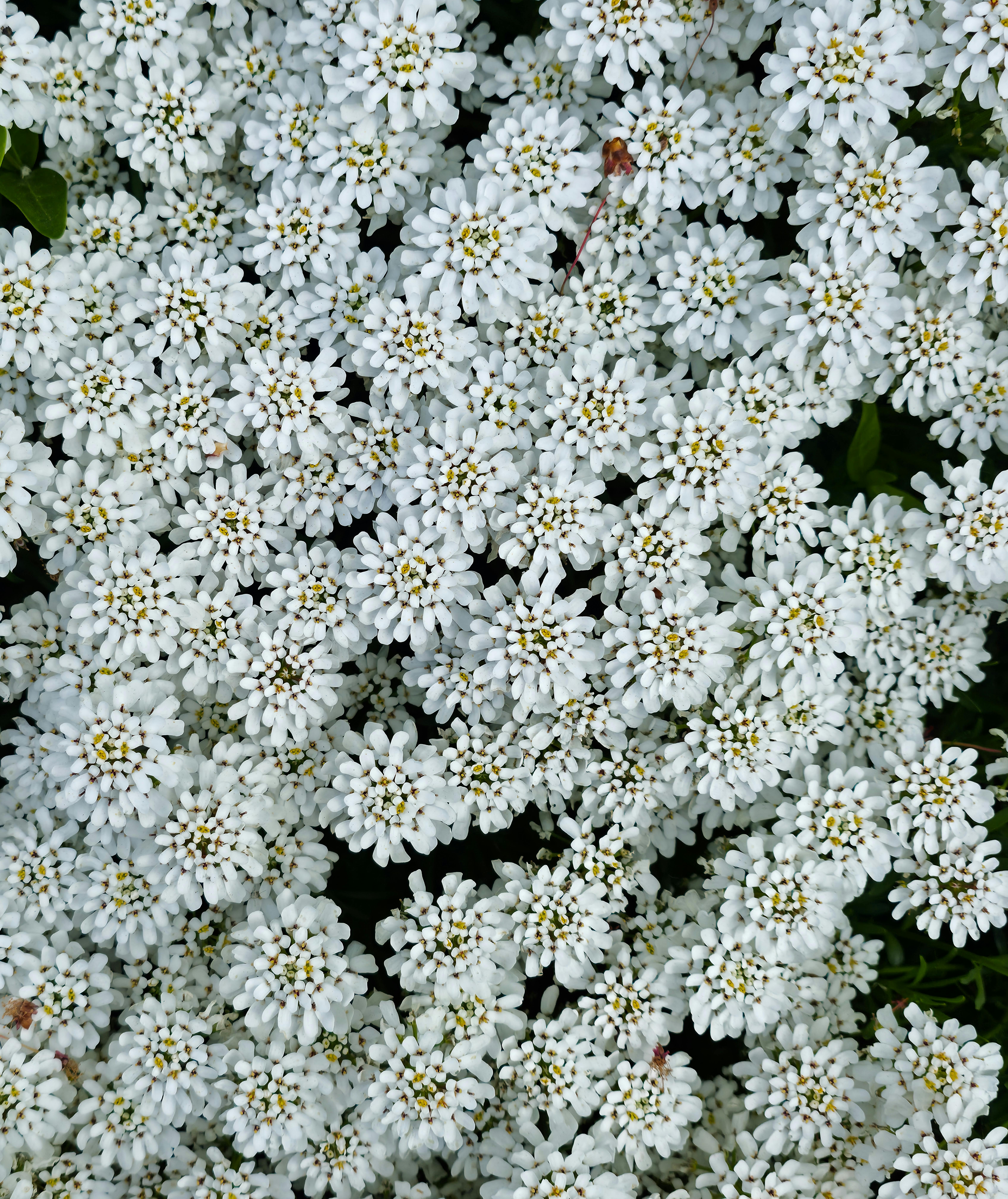 Candytuft