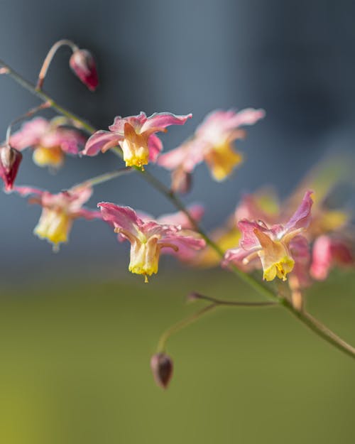 Epimedium