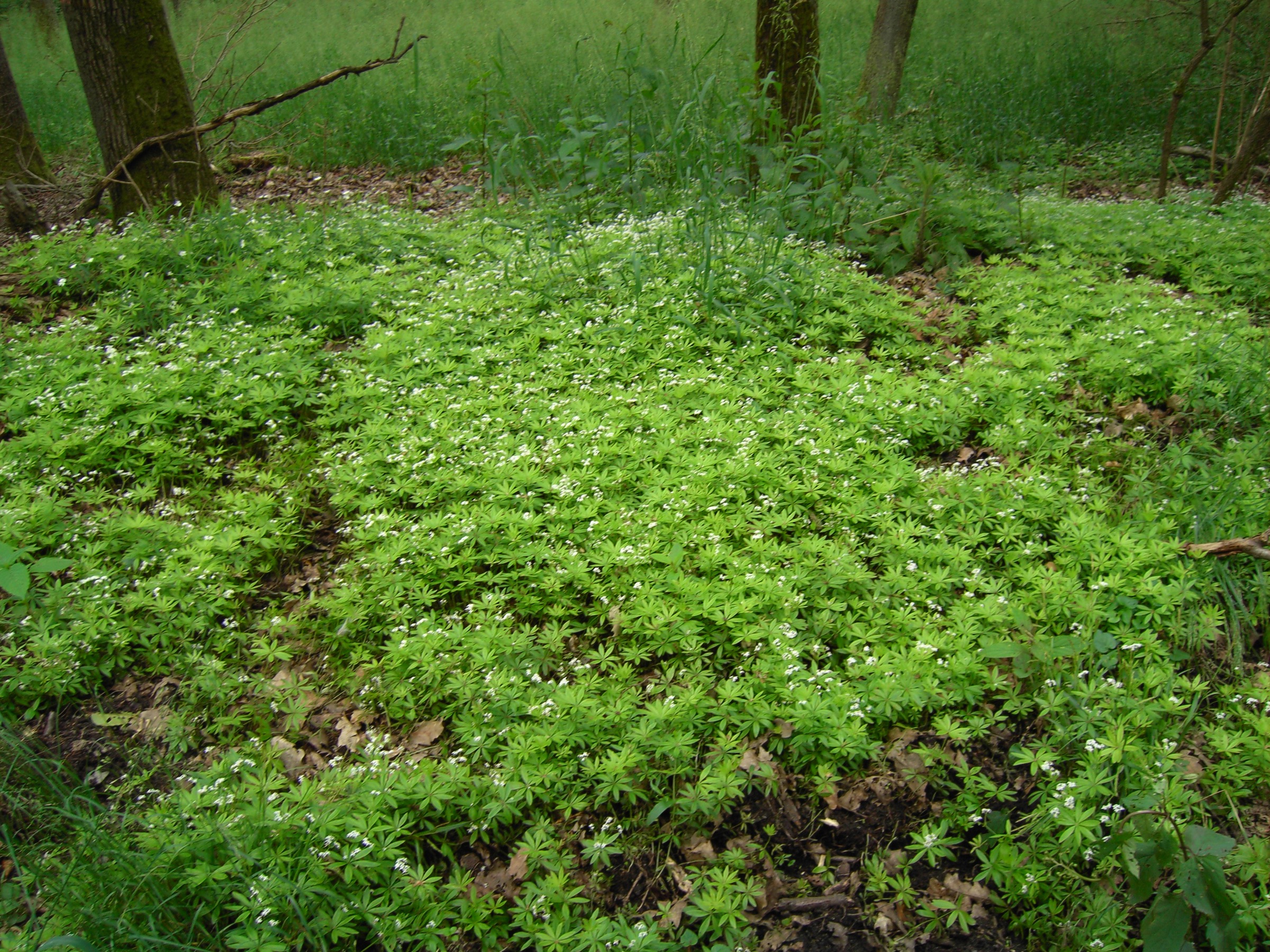 Sweet Woodruff