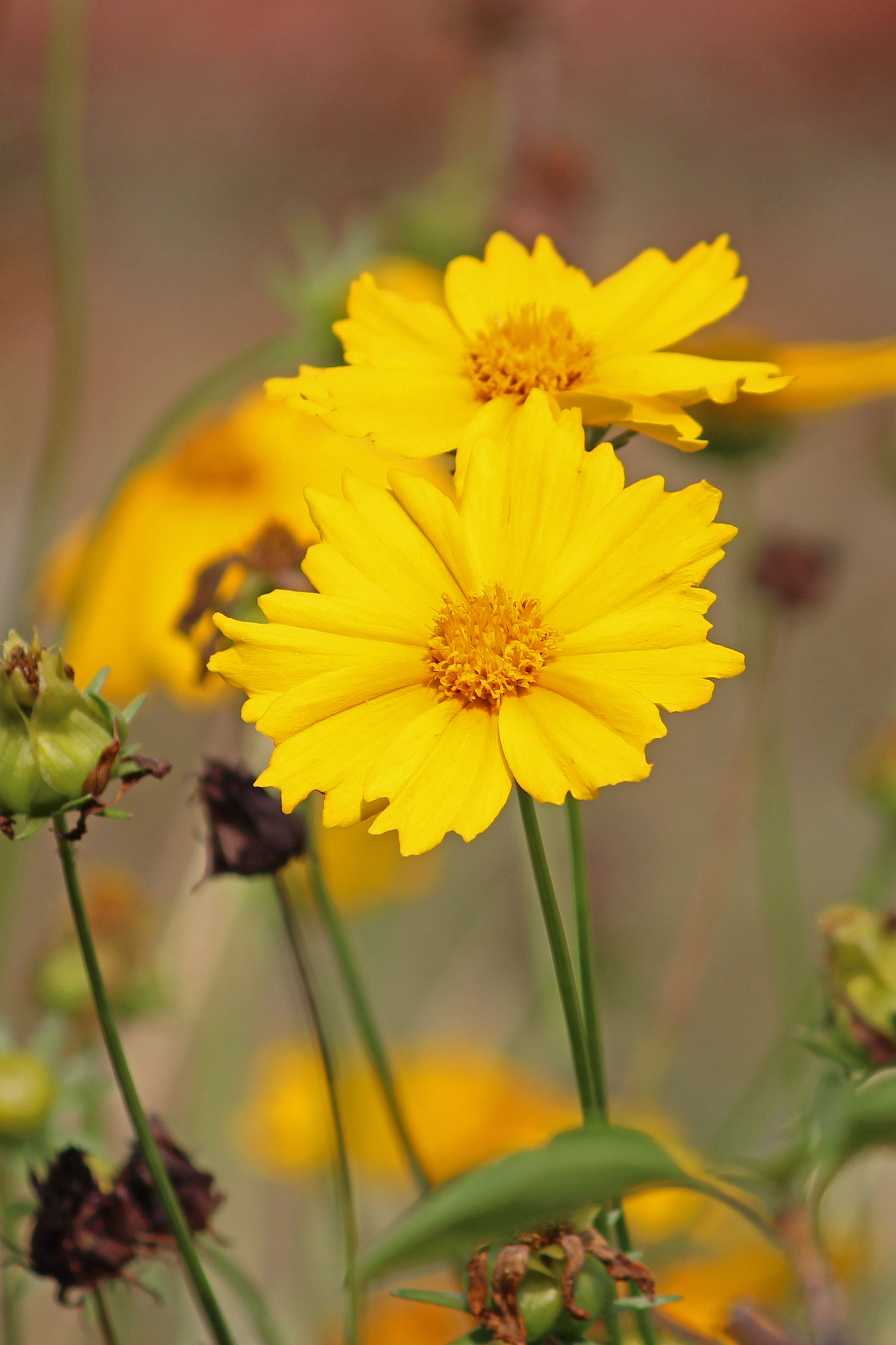 Coreopsis