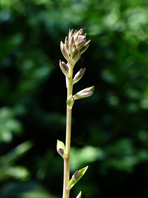 Sum and Substance Hosta